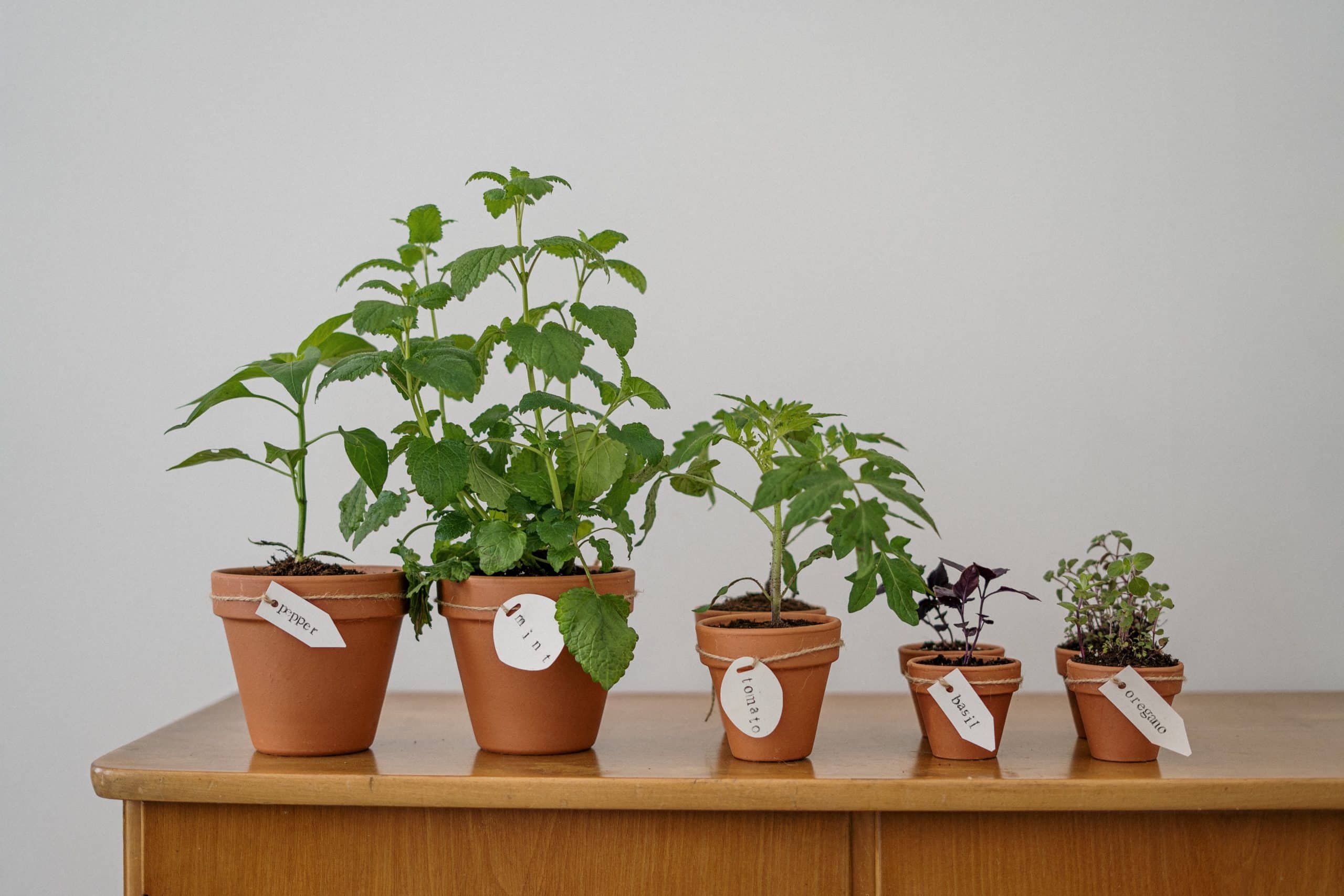 Ønsker du det bedste for dine planter?